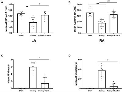 Inhibition of KCa3.1 Channels Suppresses Atrial Fibrillation via the Attenuation of Macrophage Pro-inflammatory Polarization in a Canine Model With Prolonged Rapid Atrial Pacing